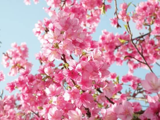 flowers on tree